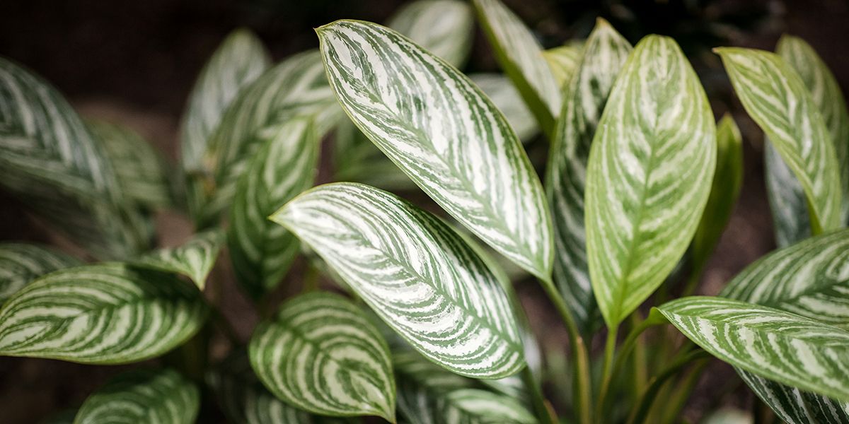 Tout savoir sur le Dieffenbachia : culture et entretien