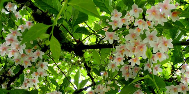 Styrax du Japon (Styrax japonica), ou aliboufier
