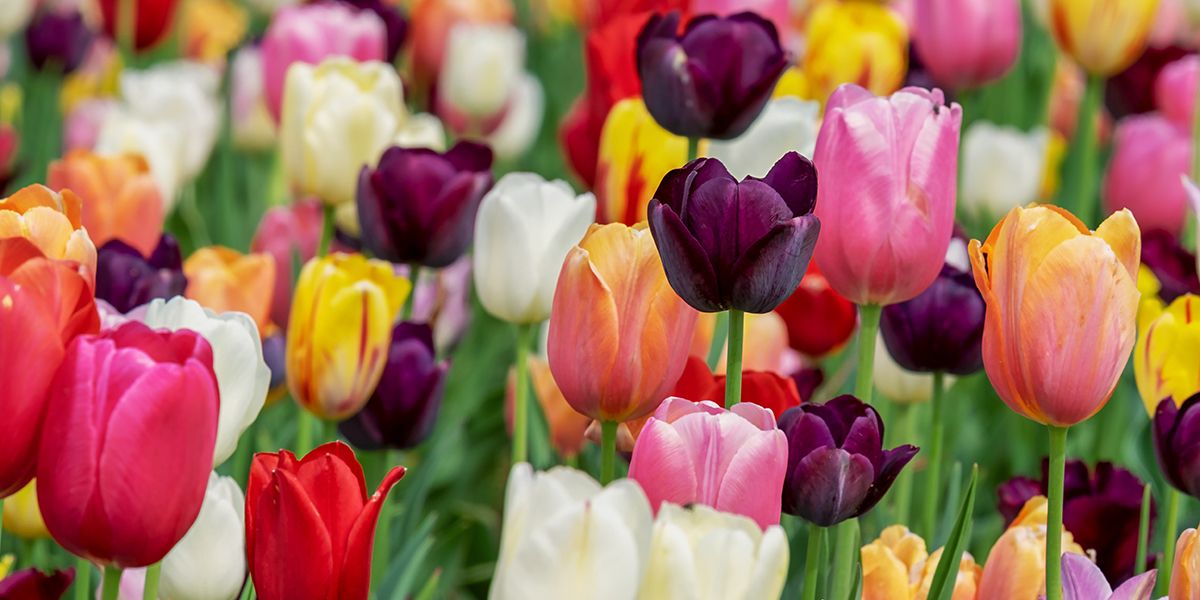 La tulipe, symbole de renaissance printanière