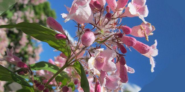 le buisson de beauté : un nuage fleuri au jardin
