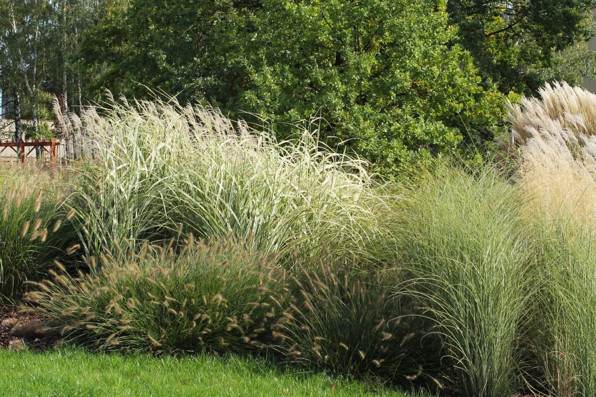 Les graminées : un choix moderne pour embellir votre jardin