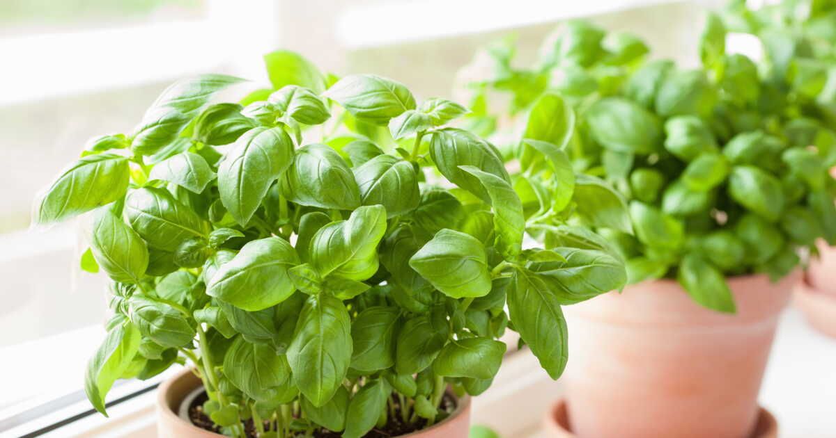 Le secret du basilic : comment le conserver pour profiter de ses saveurs