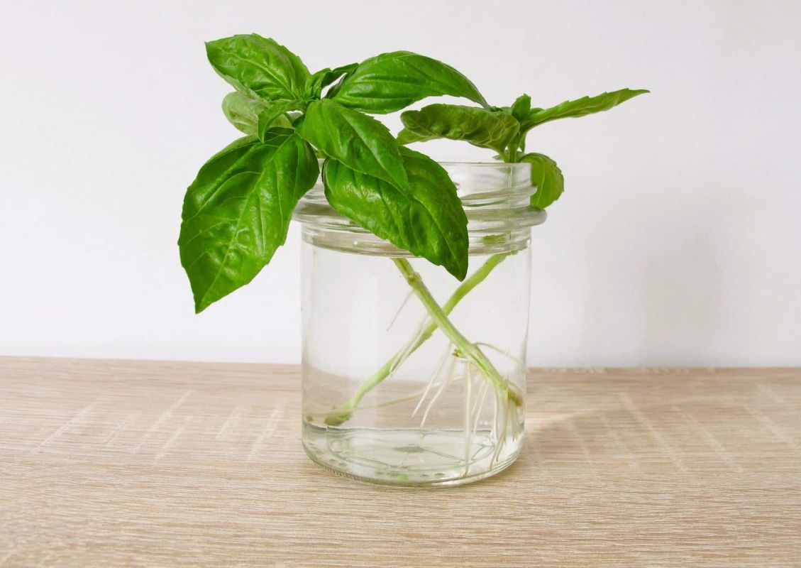 le secret du basilic frais à portée de main : bouturer dans un verre d’eau