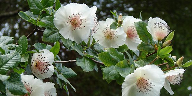 La magie de l'eucryphia : un arbuste odorant aux fleurs blanches