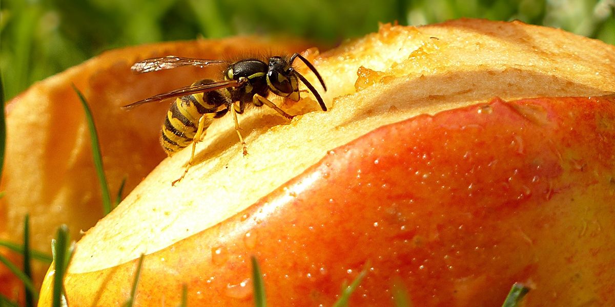Découvrez comment créer un piège à guêpes efficace et naturel