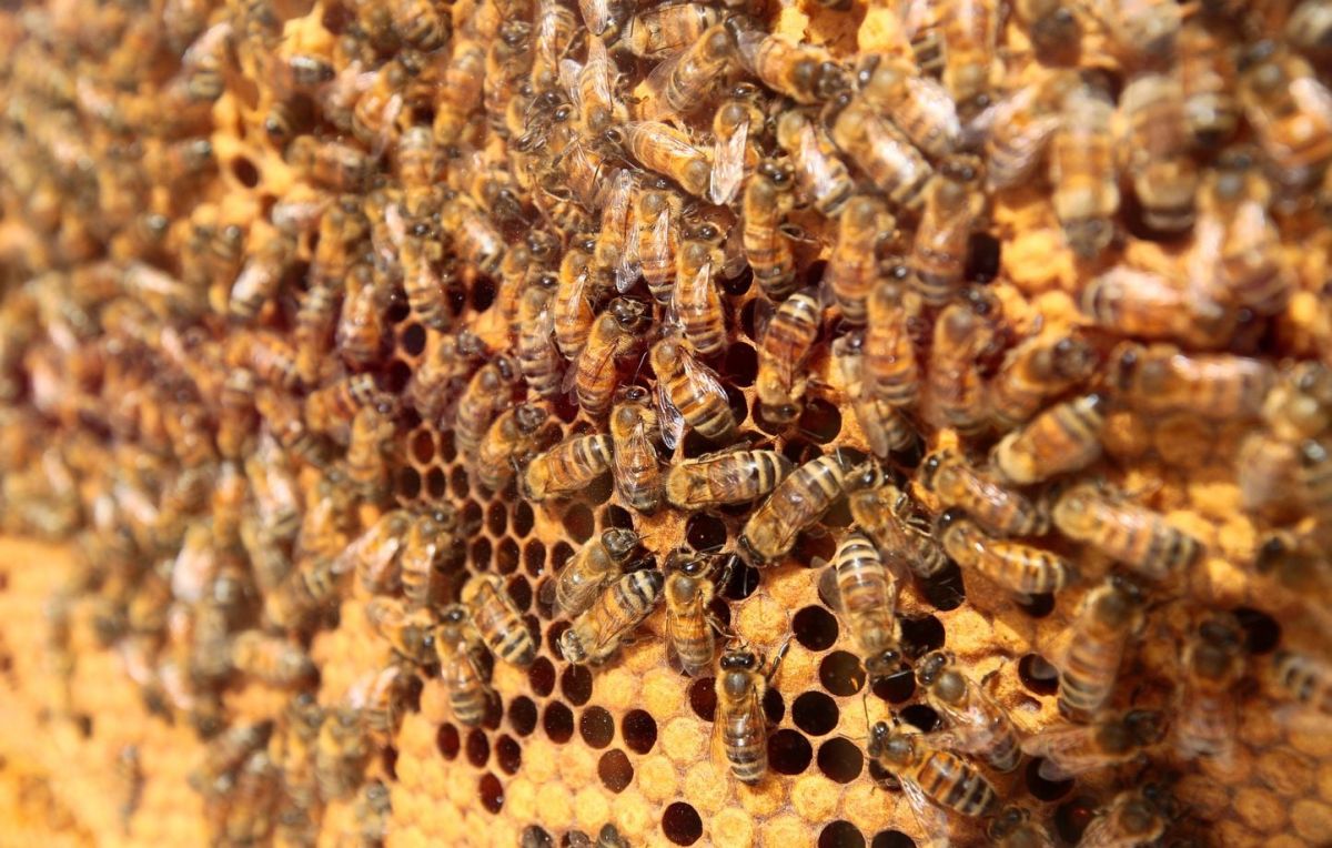 Un drame à Vinay : la perte tragique d'un chien attaqué par des abeilles