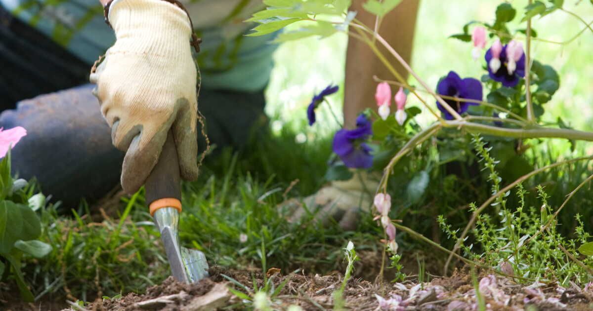 le nouvel outil innovant pour choisir les plantes idéales pour votre jardin