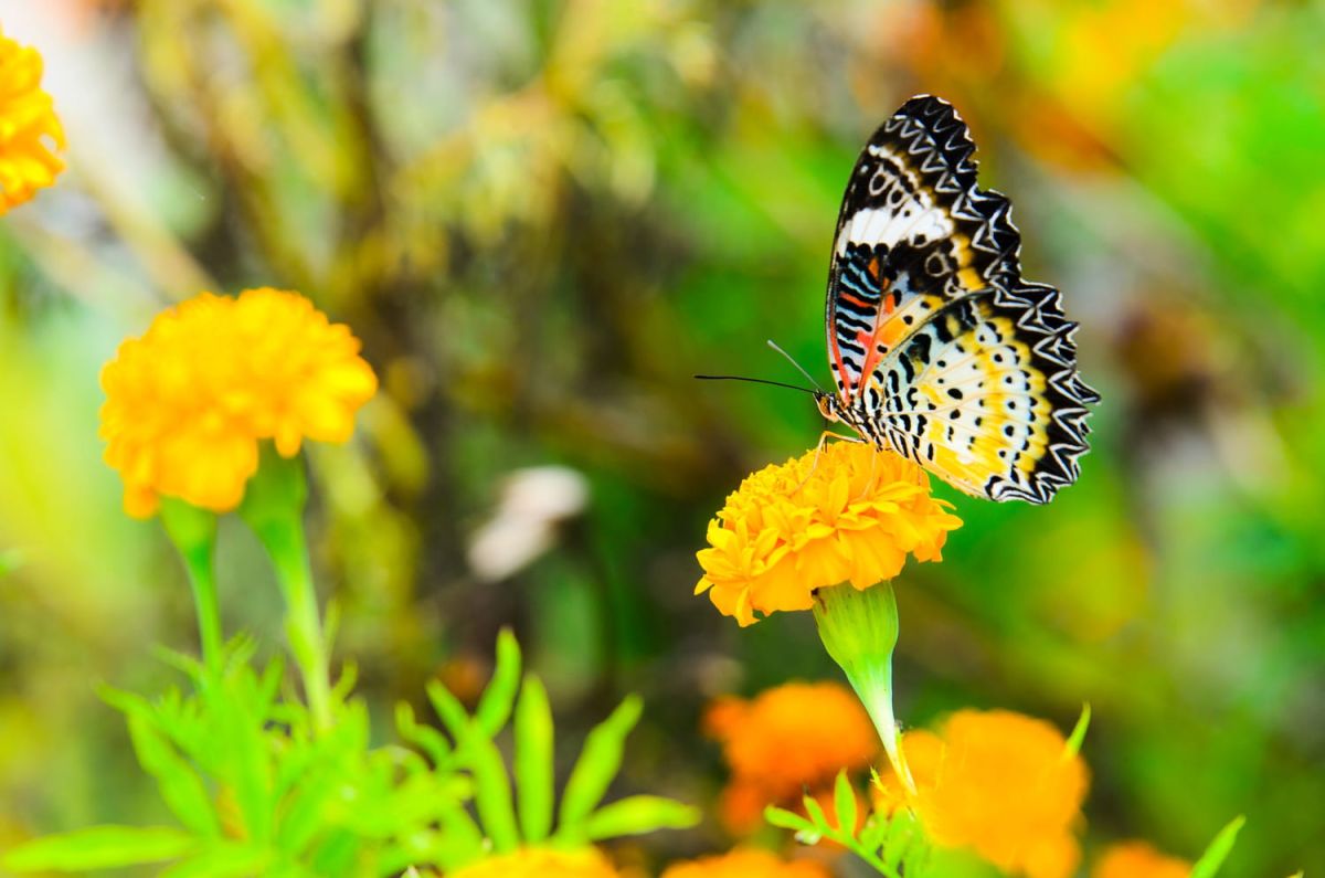Comment attirer des papillons dans votre jardin : vos alliés pour la biodiversité