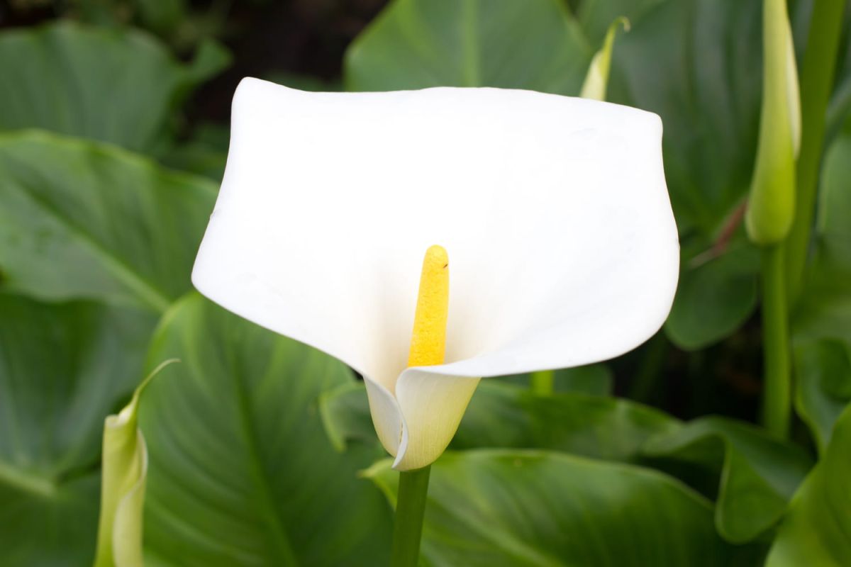 L'art de cultiver l'arum : astuces pour une floraison éclatante