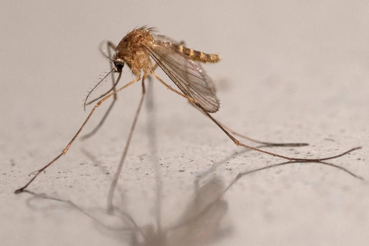 Une menace inattendue : le virus Usutu décime les oiseaux en Écosse
