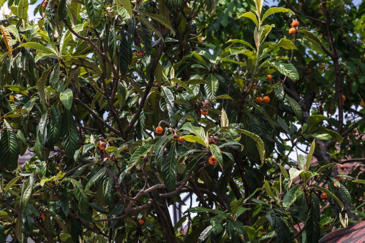 redécouvrez un fruitier oublié pour des saveurs d'été