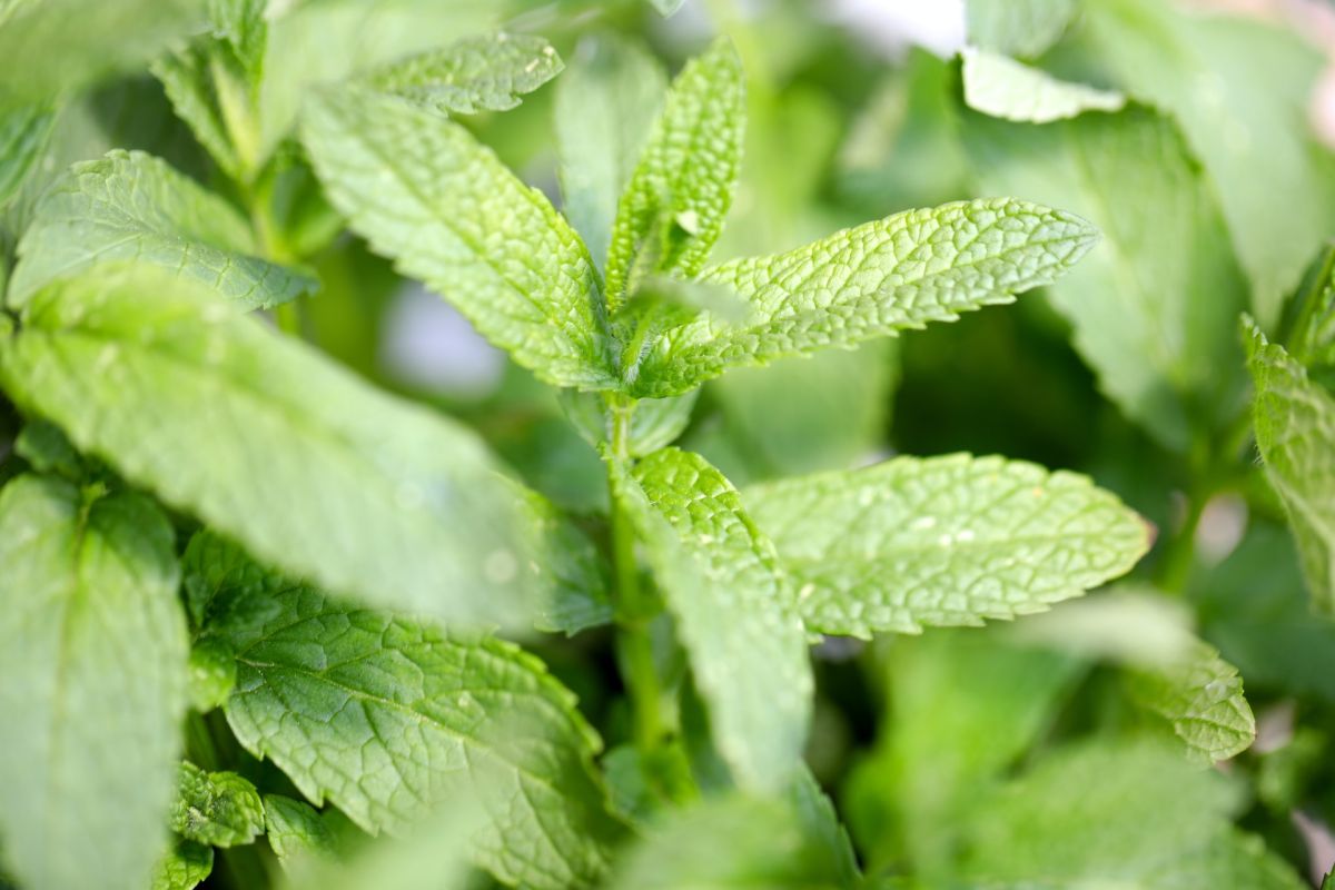 des sirops de menthe sous le feu des critiques : un colorant controversé en cause