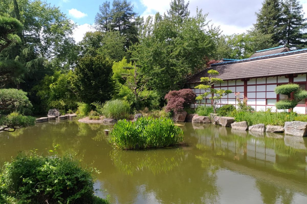 À la découverte des jardins japonais en France : une évasion apaisante à portée de main