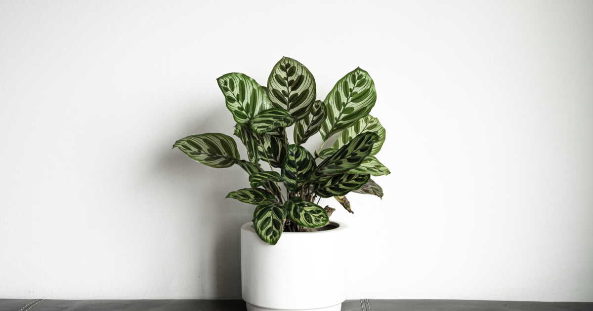 Calathea : les secrets d'entretien pour une plante épanouie