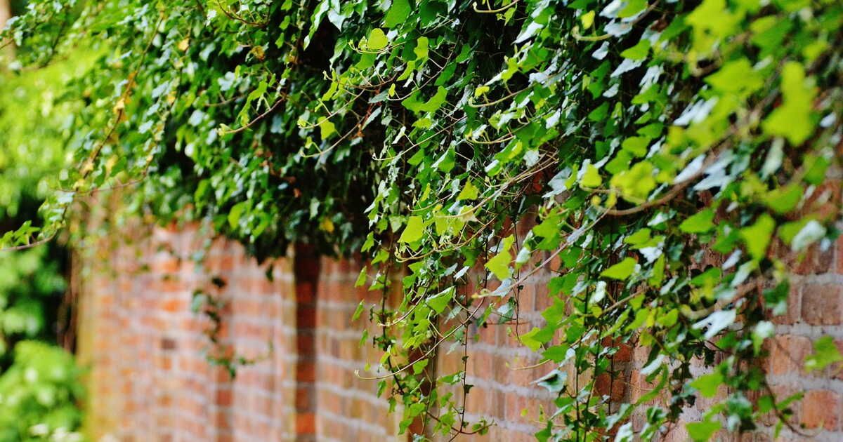 Attention, ces 4 plantes envahiront votre jardin si vous les plantez