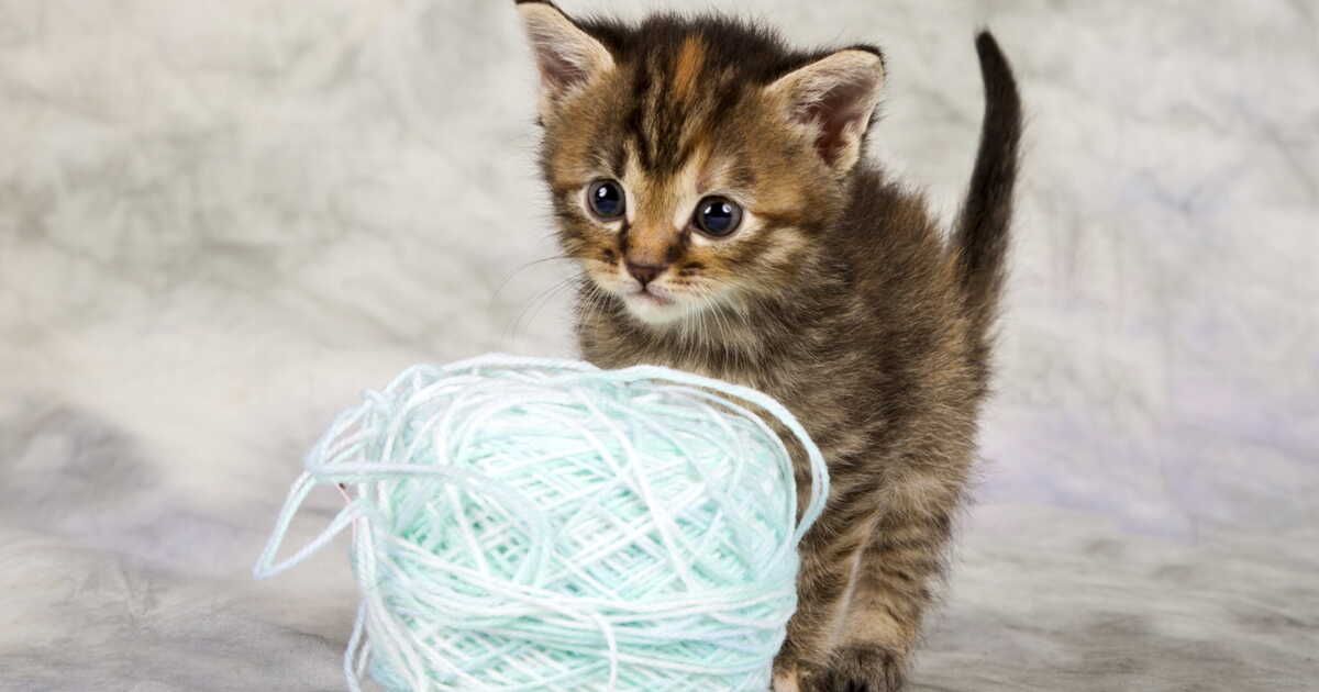 Maîtriser l'art du tricot : le guide des mailles en vidéo