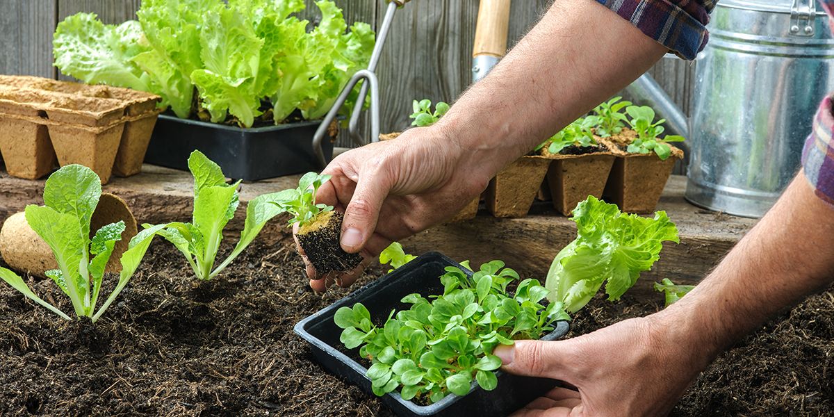 Comment réussir son potager quand on débute ? 8 conseils essentiels