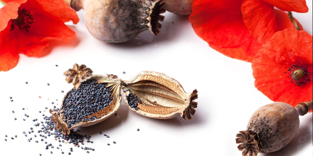 À la découverte des fruits et graines des plantes