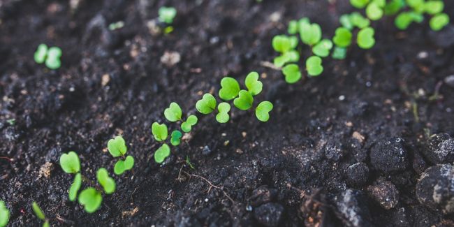 Calendrier de semis et plantation pour le potager