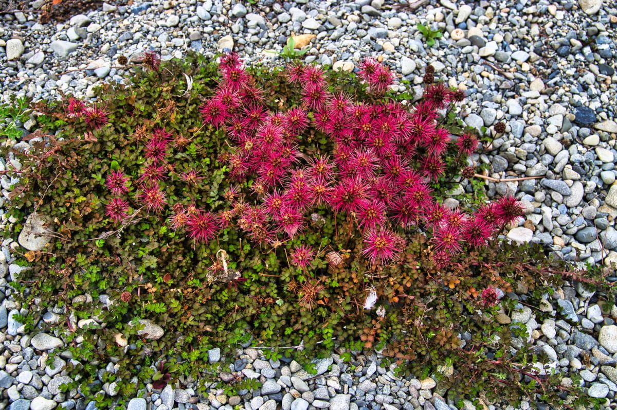 découvrez la plante couvre-sol qui illumine votre jardin toute l'année