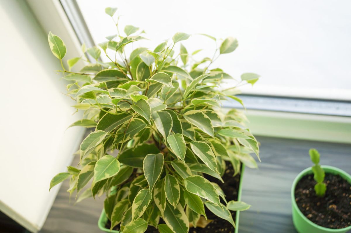 Le ficus : un incontournable de votre intérieur