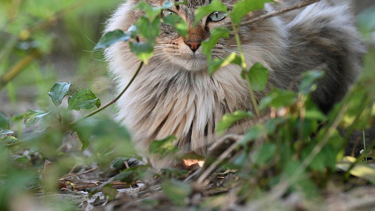 Un vétérinaire-pompier sauve un chaton au bord de la mort
