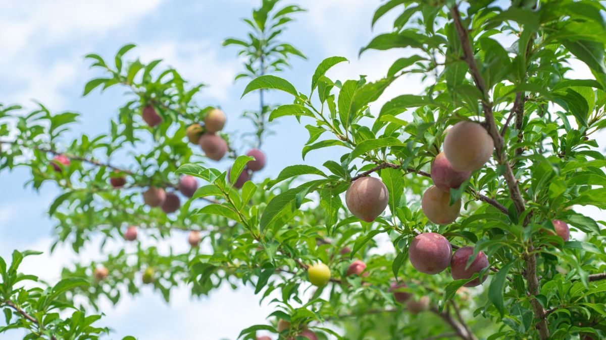 Que faire lorsque vos voisins cueillent vos fruits ?
