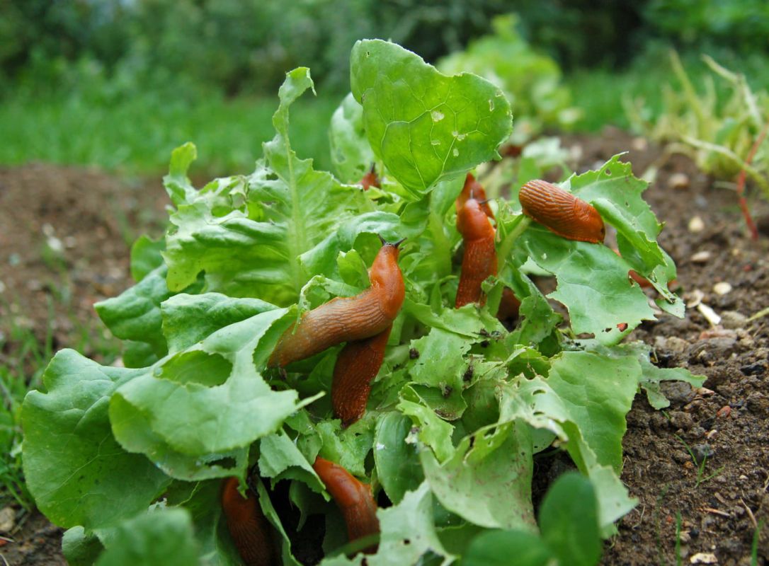 les insectes qui s'attaquent aux salades : qui sont les coupables ?