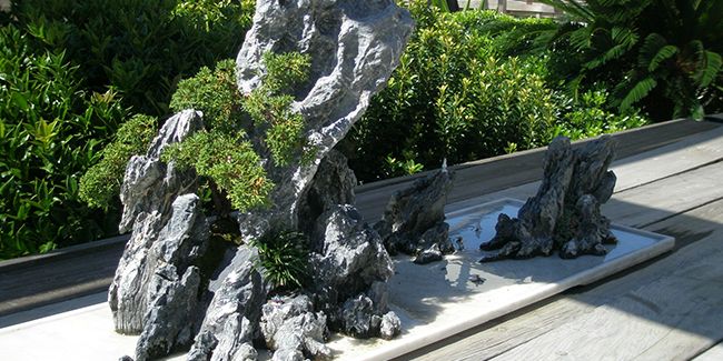Le penjing : l'art chinois fascinant avant le bonsaï