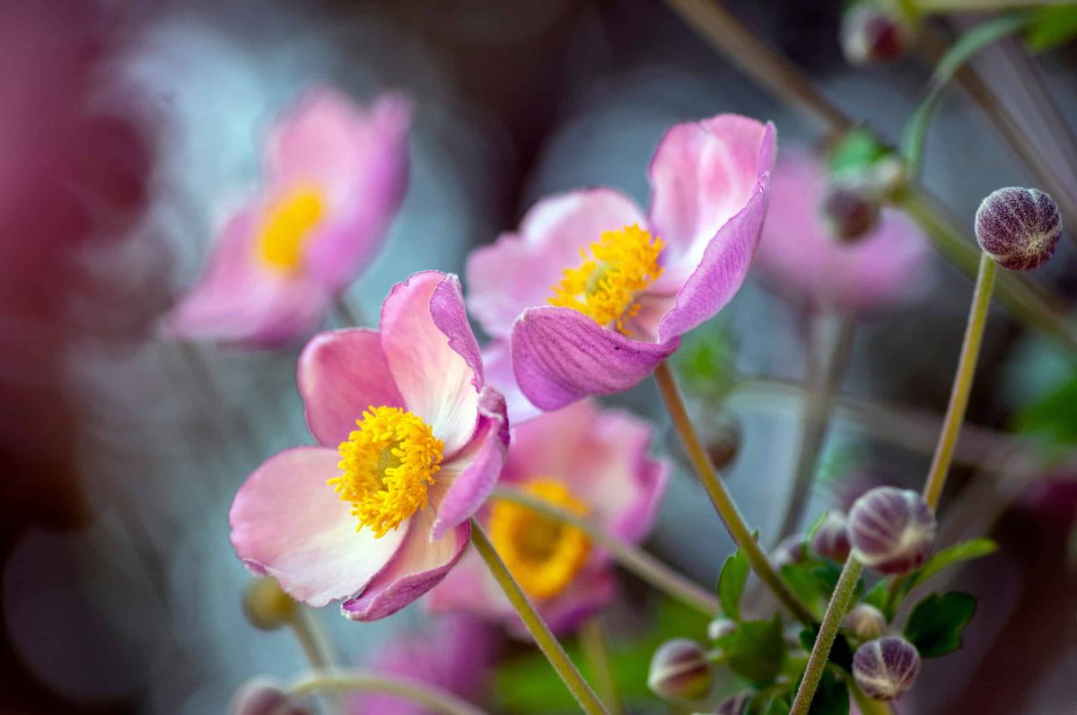 ajoutez une touche de couleur à votre jardin avec l’anémone du japon