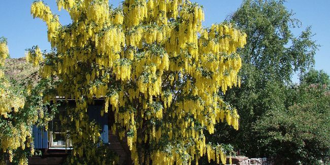 Des plantes à croissance rapide pour un jardin éclatant en un rien de temps