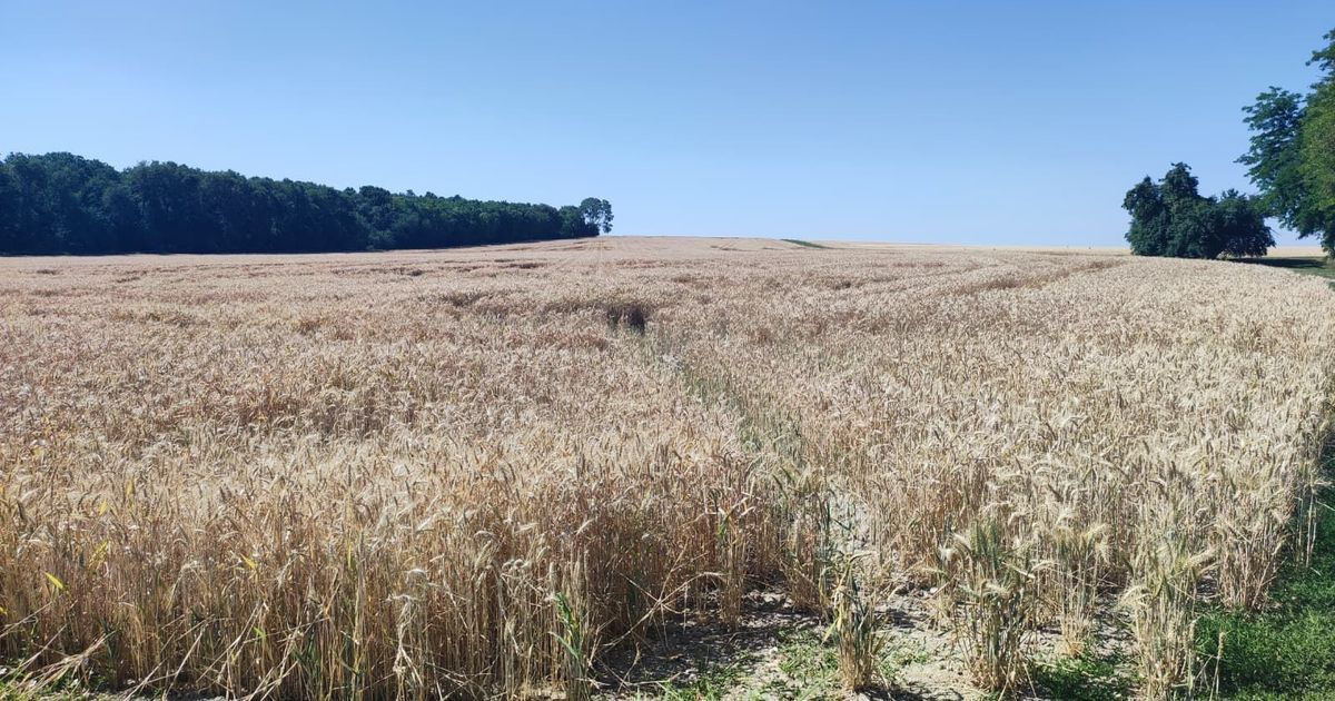Des agriculteurs en Indre-et-Loire s'adaptent à une moisson précoce due à la chaleur