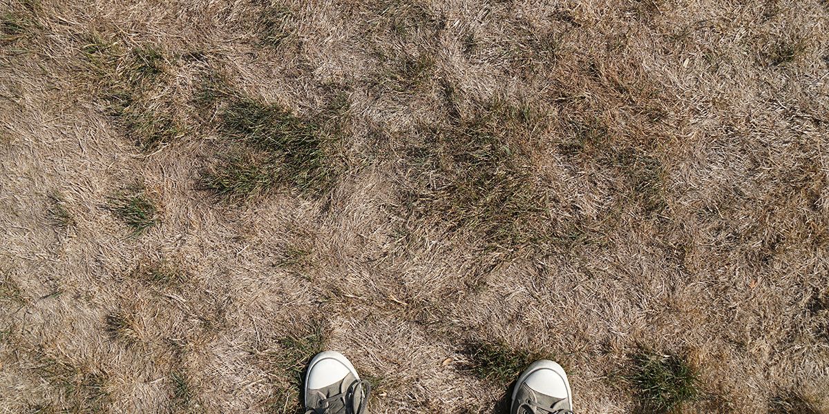 des astuces de jardinier pour revitaliser votre pelouse desséchée