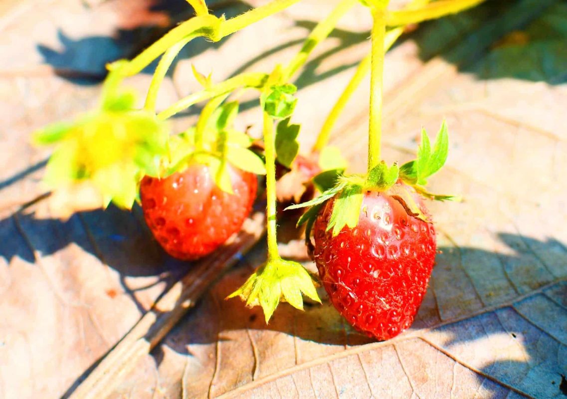 Protégez vos fraisiers de la canicule : le geste crucial à adopter immédiatement