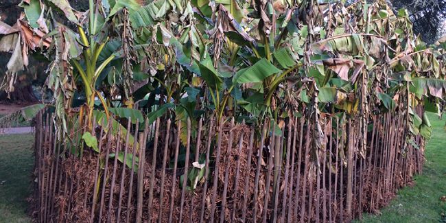 Comment protéger le bananier du froid au jardin ?