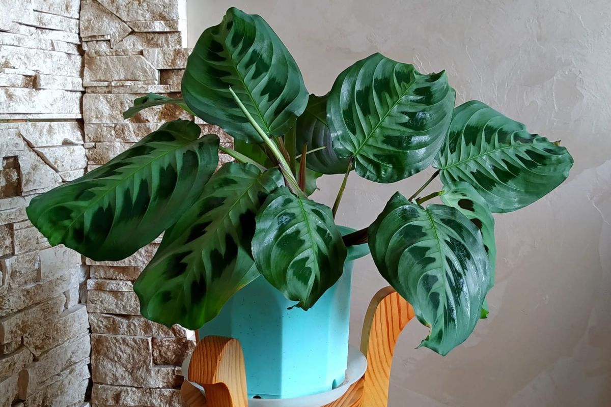 Le calathea, une beauté tropicale à chérir