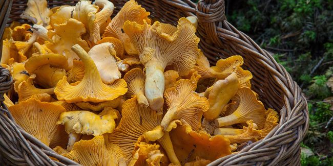 À la découverte de la girolle : un trésor gastronomique à apprivoiser