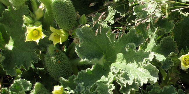 La fascinante histoire du concombre d'âne, la plante qui se catapulte