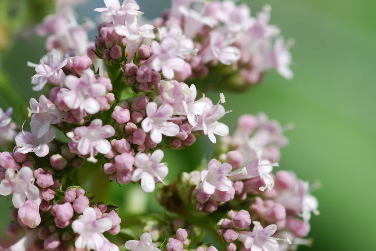 la valériane : une plante à double tranchant à connaître avant de la planter