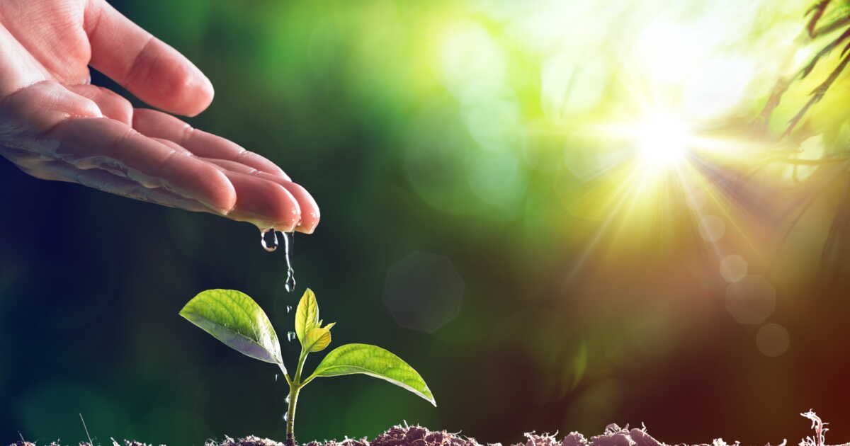 Un arrosage facile pour vos plantes pendant les vacances