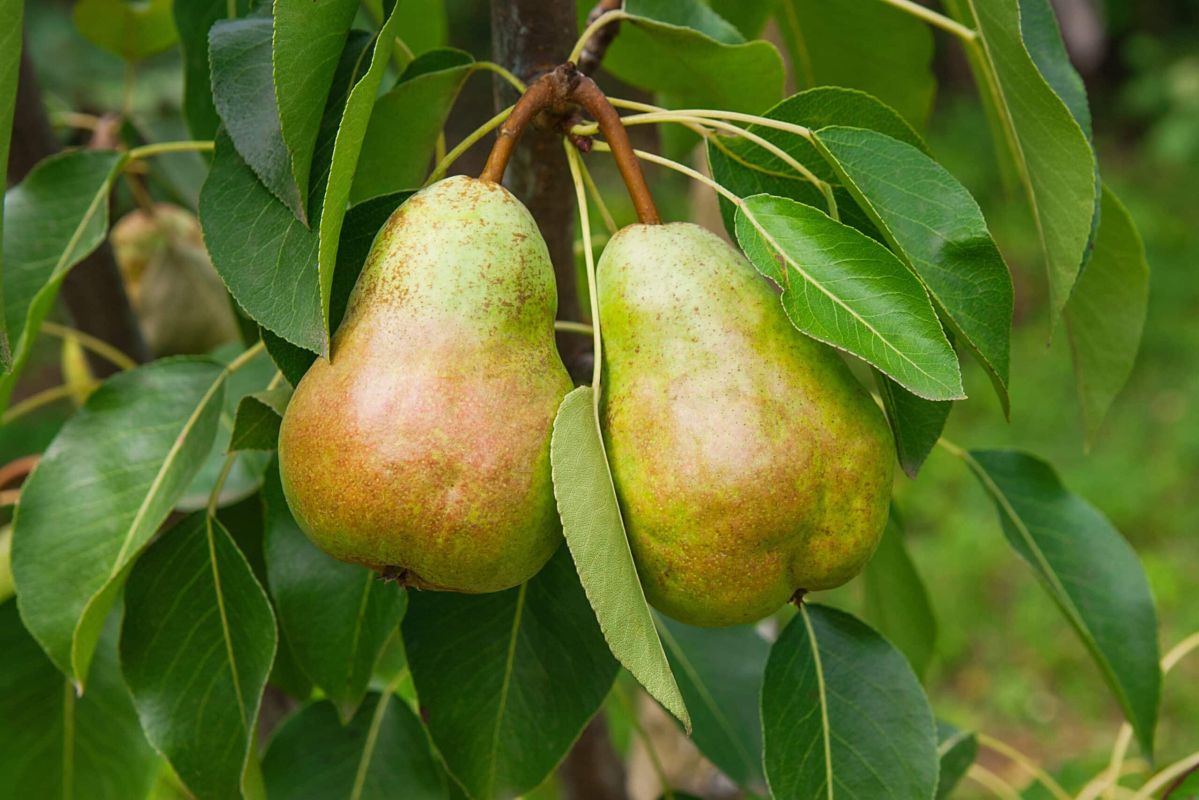 La greffe des poiriers : guide pratique pour un verger florissant