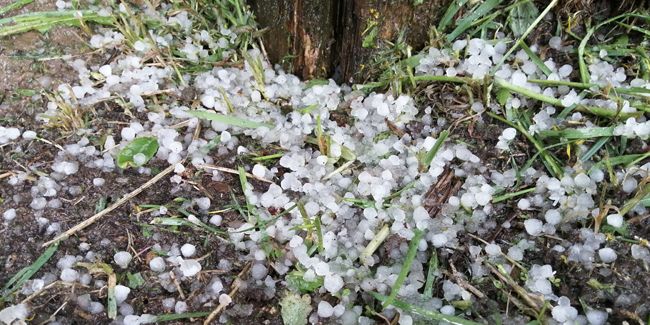 Protéger son jardin : astuces en cas de grêle et d'orages violents