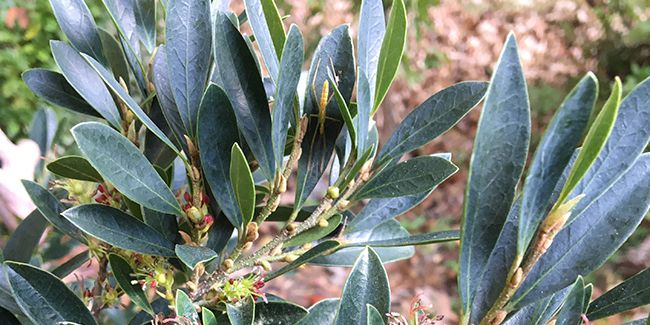Découvrez le distylium 'Blue Cascade'