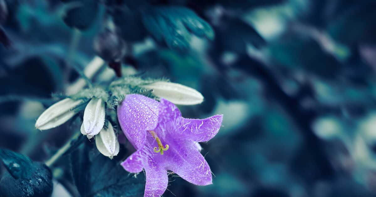 Cinq plantes rustiques pour un jardin d'hiver réussi
