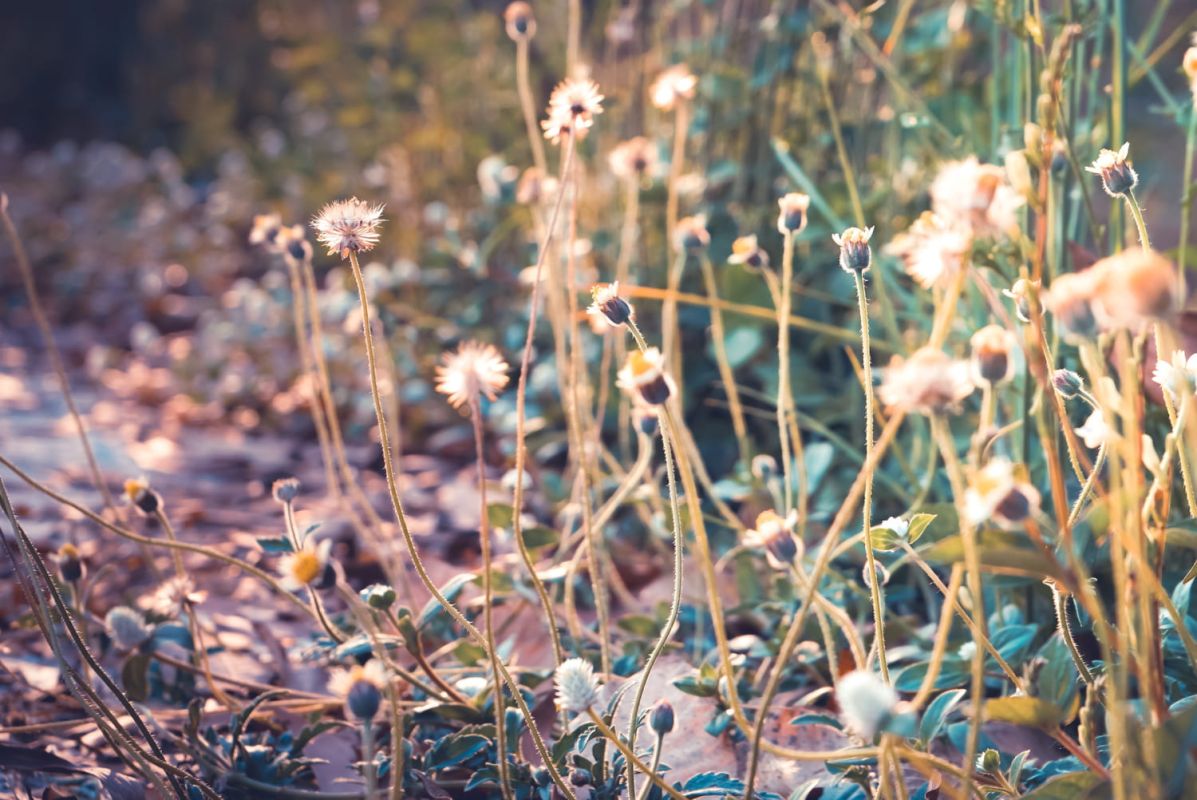 Adoptez cette plante d'automne pour un jardin sans mauvaises herbes