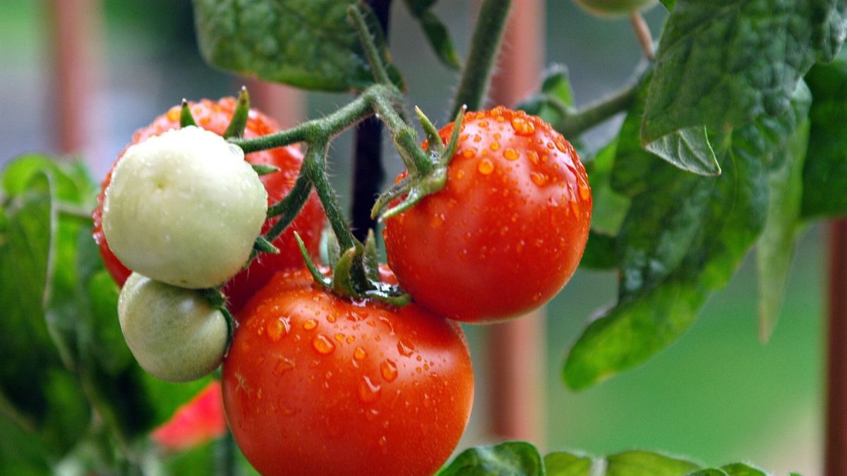 Jardin : Comment prévenir le phénomène du cul noir sur les tomates ?