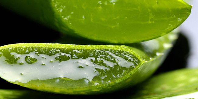 Aloe vera : les secrets de cette plante aux multiples bienfaits