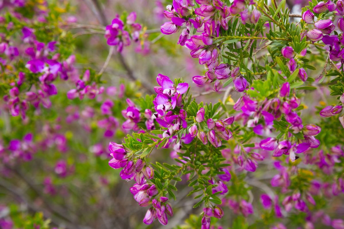 Un arbuste à la floraison exceptionnelle pour dynamiser votre espace extérieur