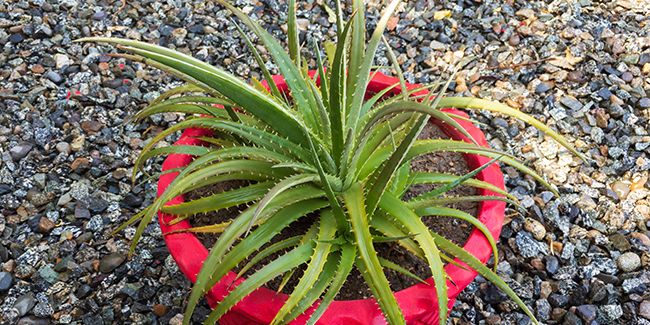 Dyckia : des broméliacées aux rosettes épineuses