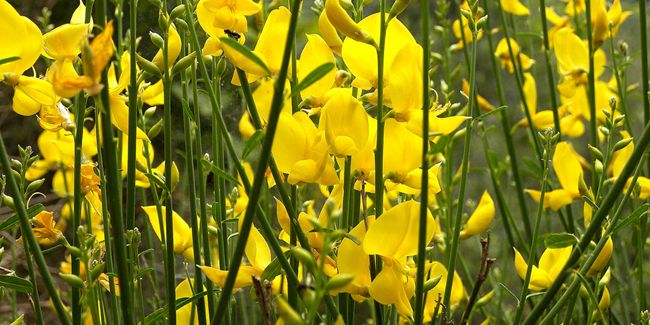 Genêt d’Espagne (Spartium junceum), un trésor botannique à ne pas méprendre